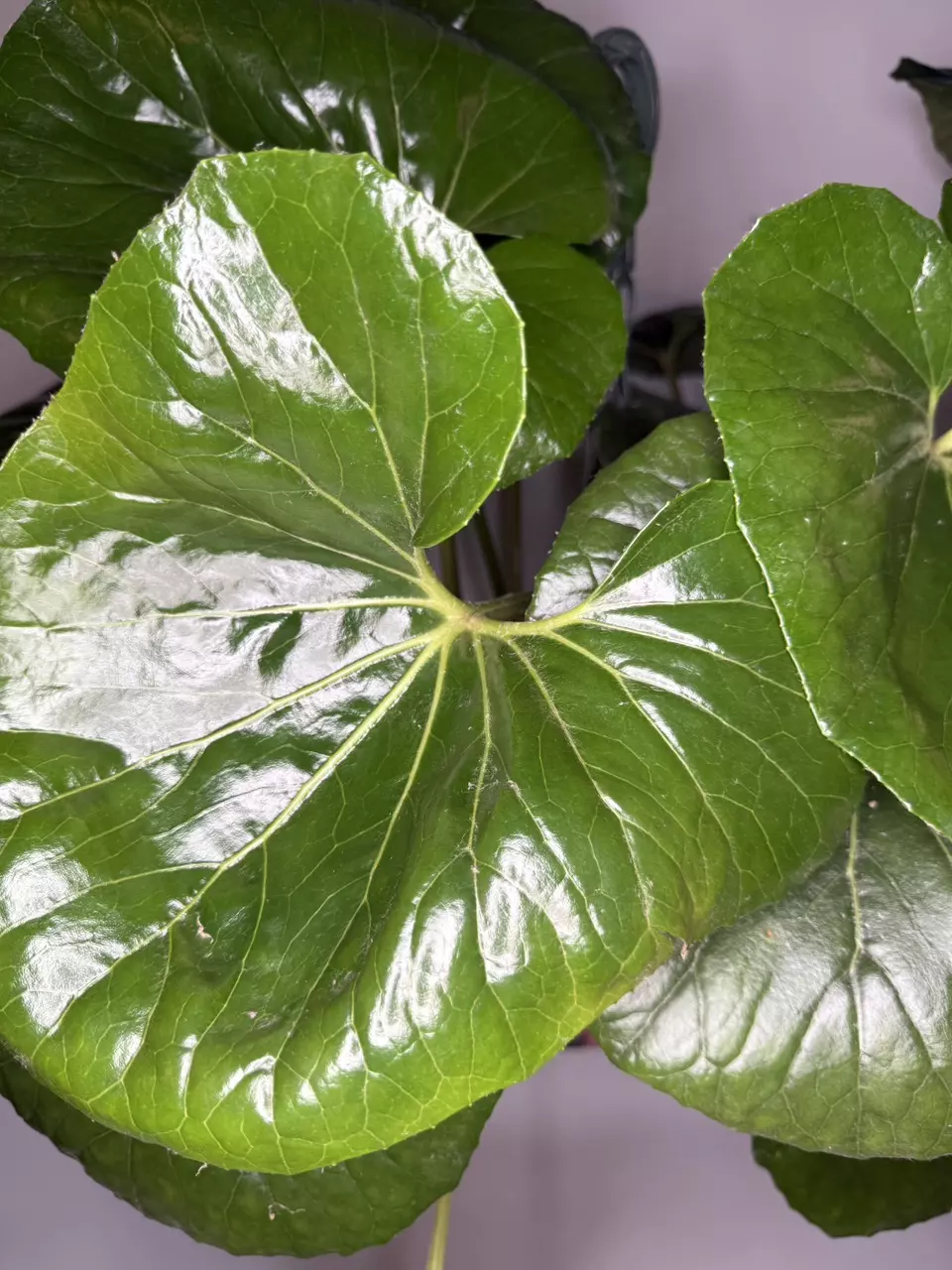 *Mature* Leopard Farfugium Japonicum ‘Tractor Seat’ thumbnail