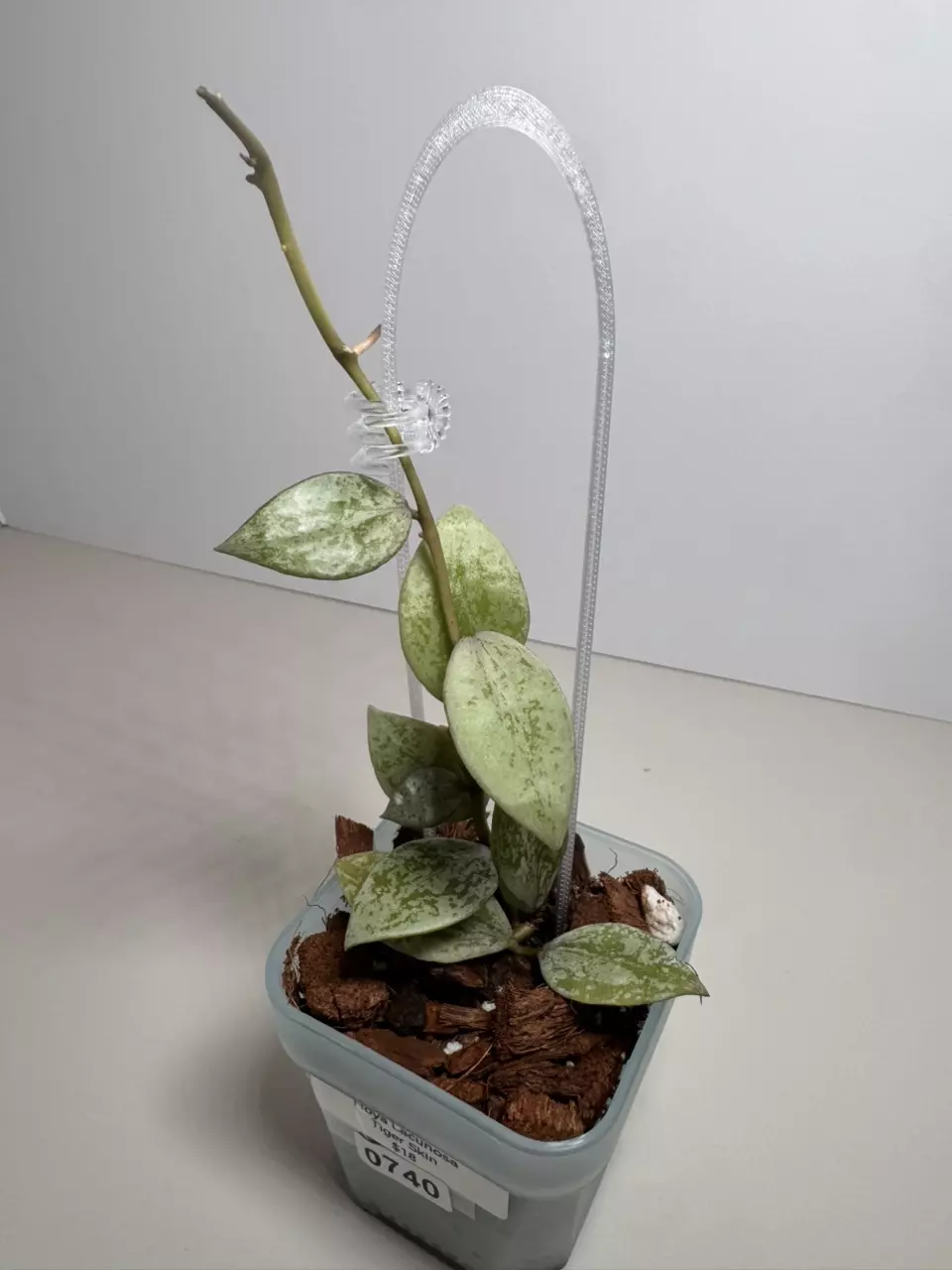 Hoya Lacunosa Tiger Skin 0740 thumbnail