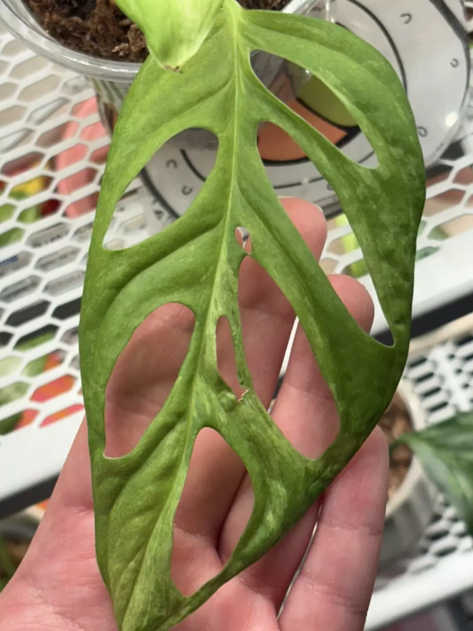 MMA3 - monstera mint adansonii variegated thumbnail