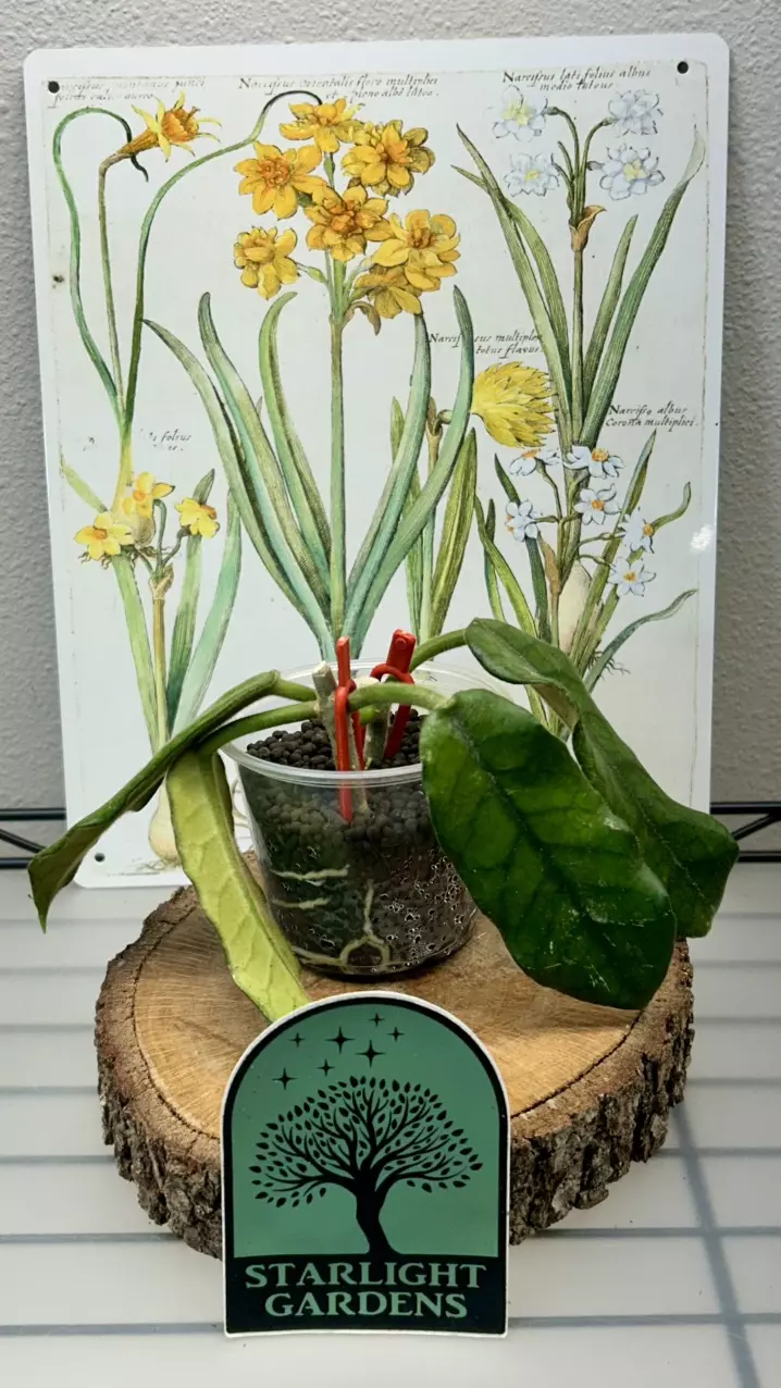 Hoya Globulosa thumbnail