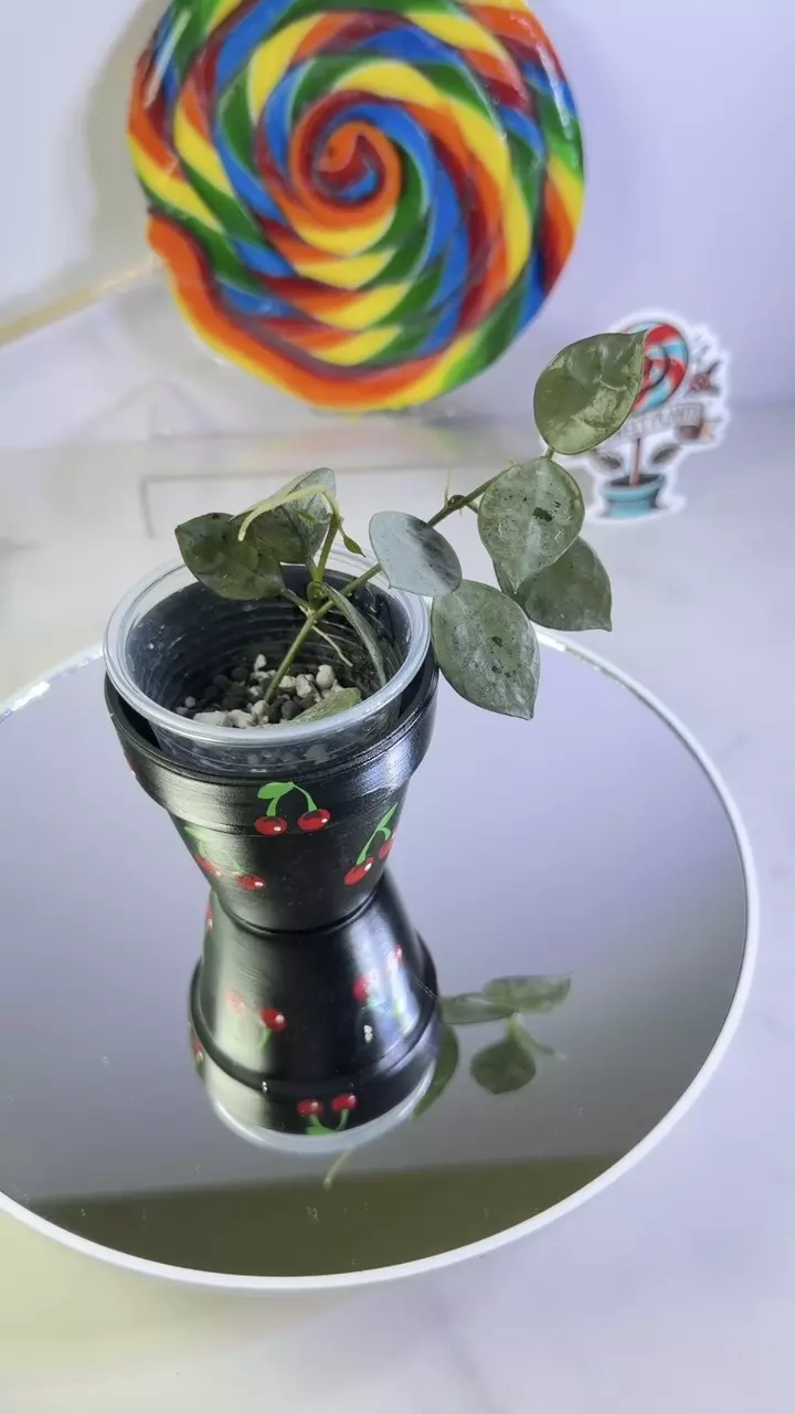 H. Lacunosa Silver Mint Coin thumbnail