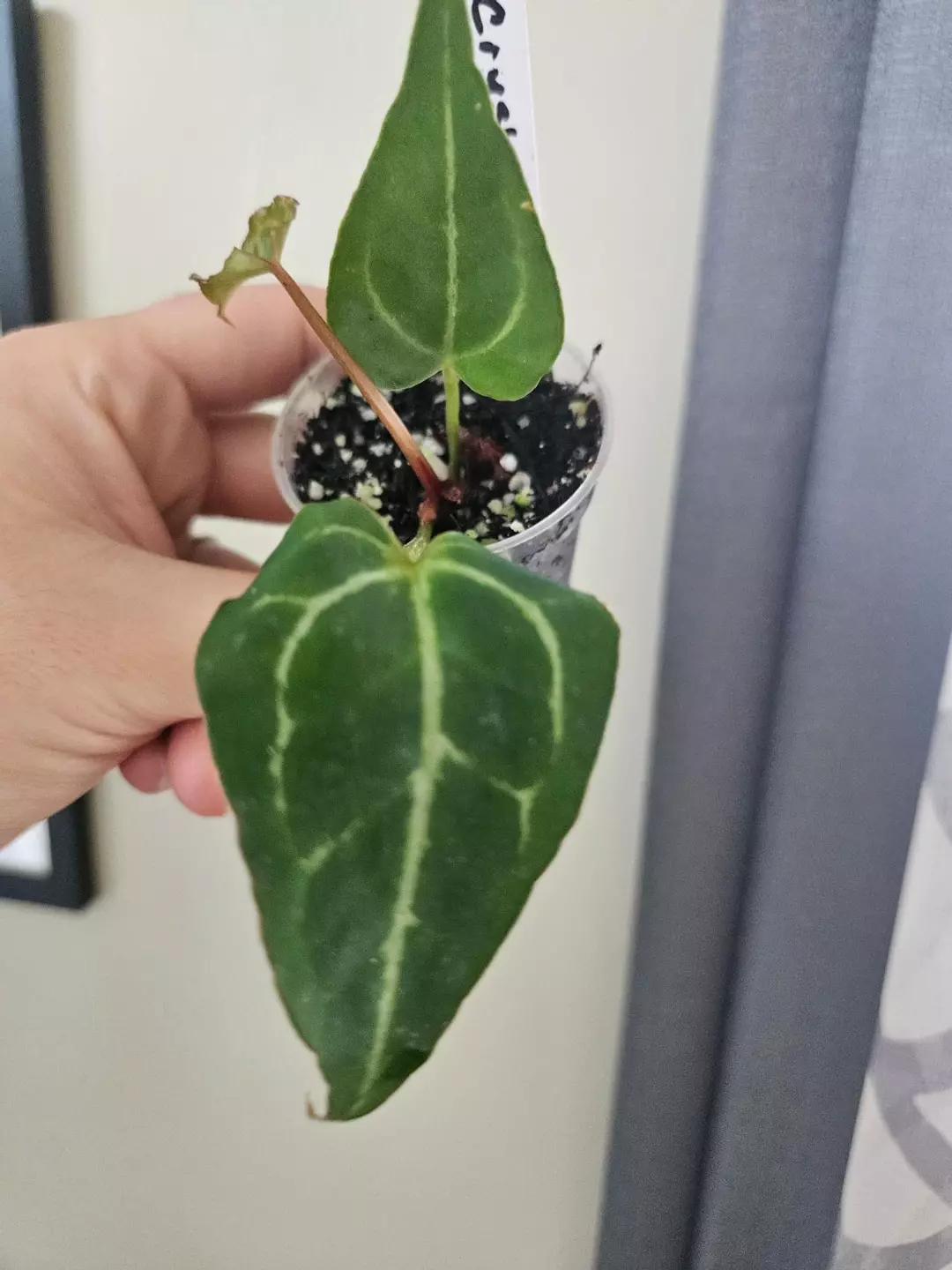 Anthurium crystal x turtle thumbnail