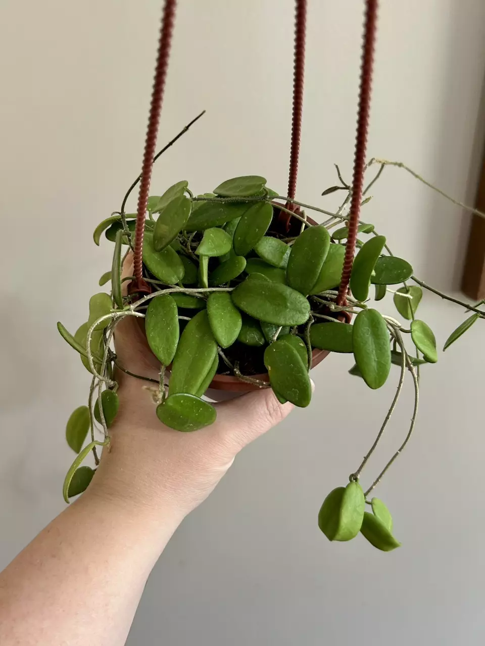 Hoya Lyi (2 leaf cutting) thumbnail