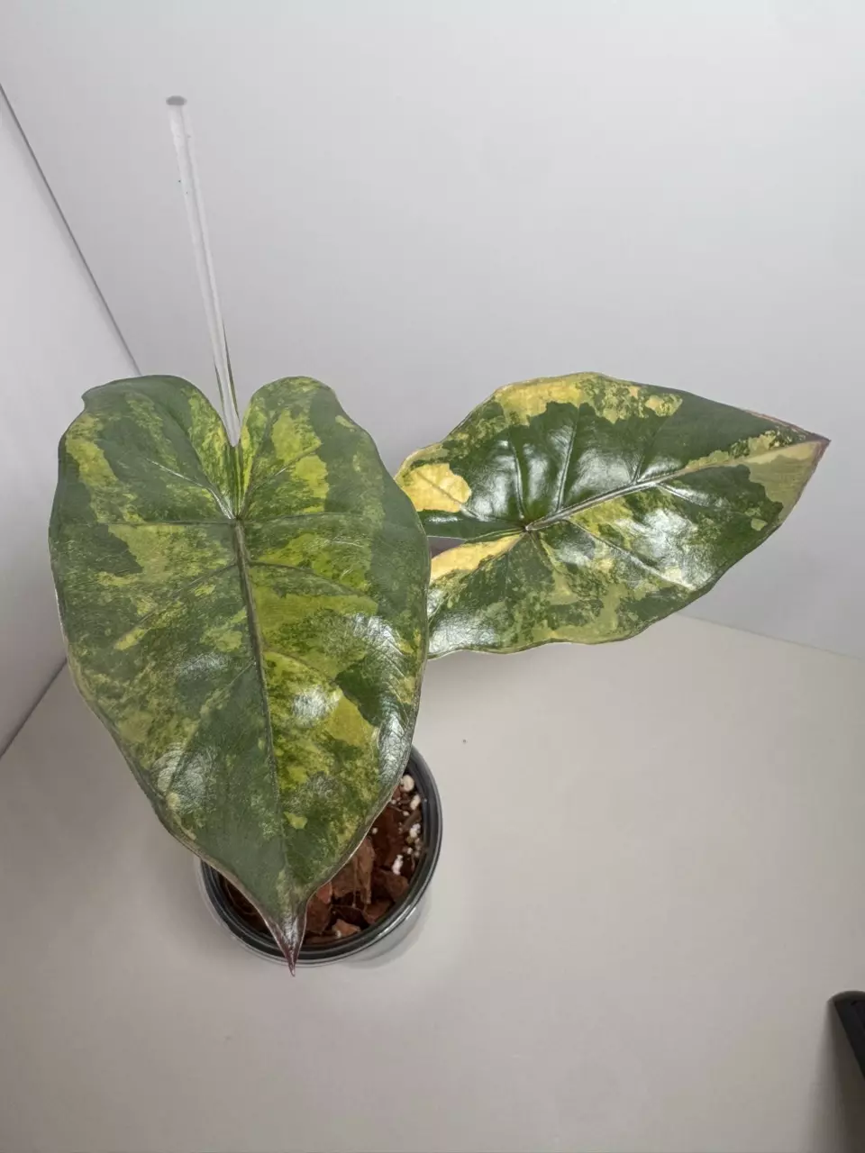 Alocasia Yucatán Princess Var 0736 thumbnail