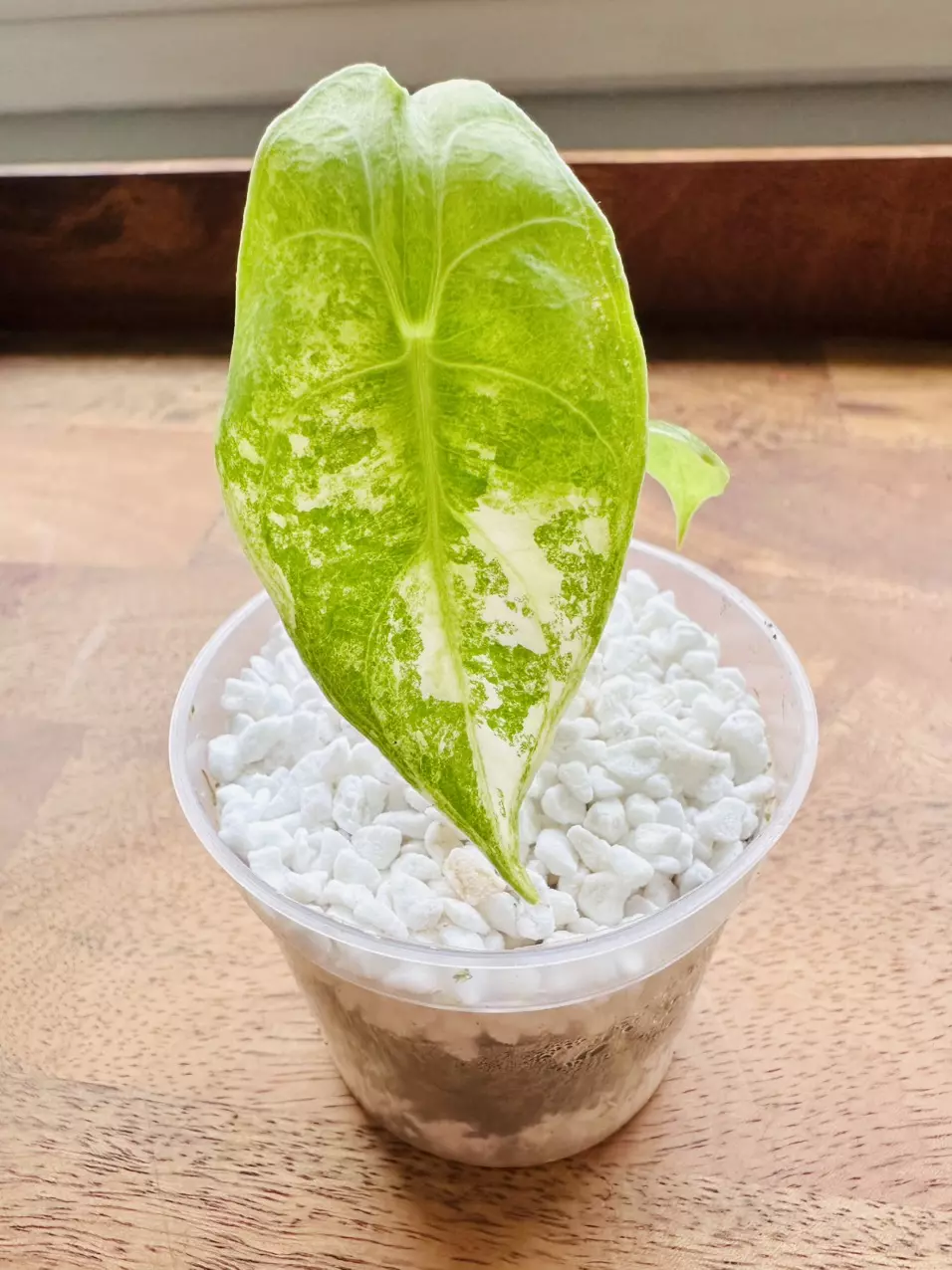 Alocasia Nairobi Nights Albo thumbnail