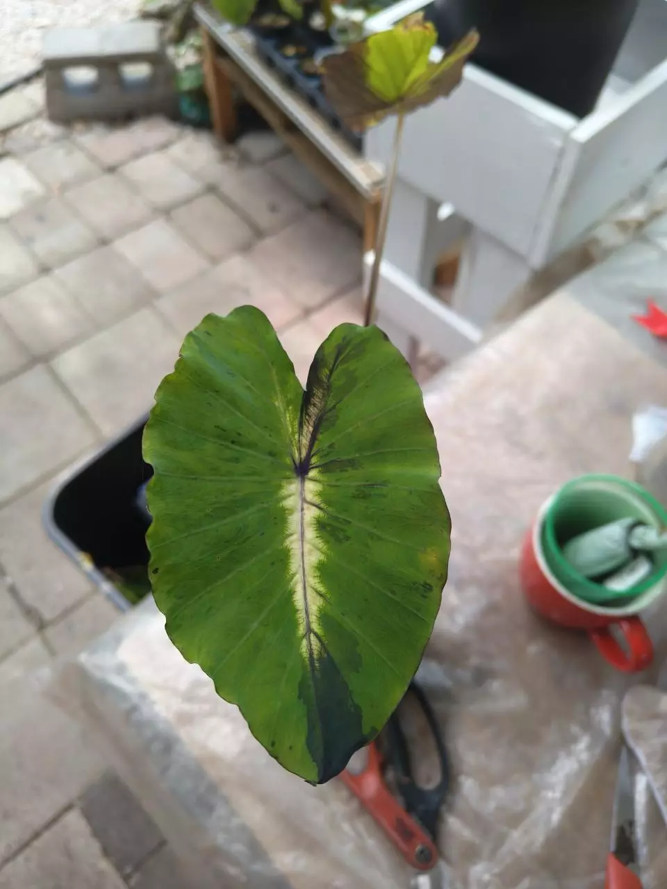 Colocasia starlight thumbnail