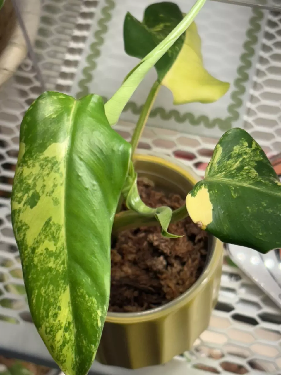 PDV1- philodendron domesticum variegated thumbnail