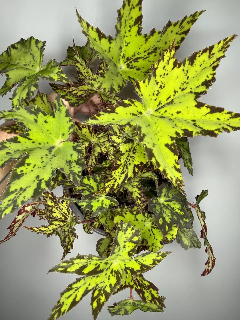 Begonia ‘Geometry’ - 6” Pot thumbnail