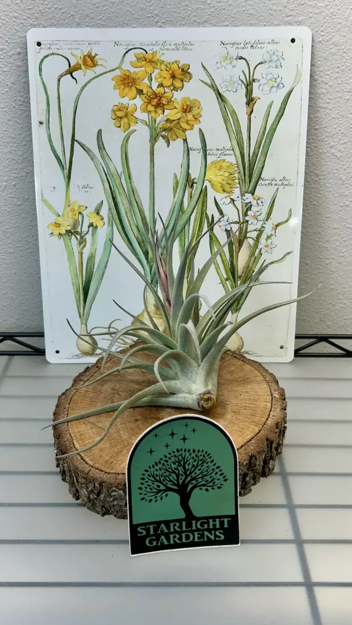 Tillandsia ‘Ed Doherty’ thumbnail