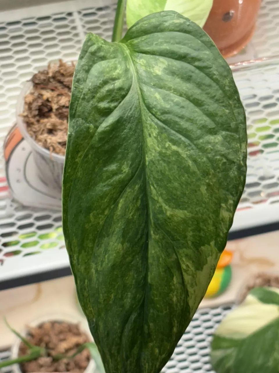 MMY1- monstera mayuna variegated thumbnail
