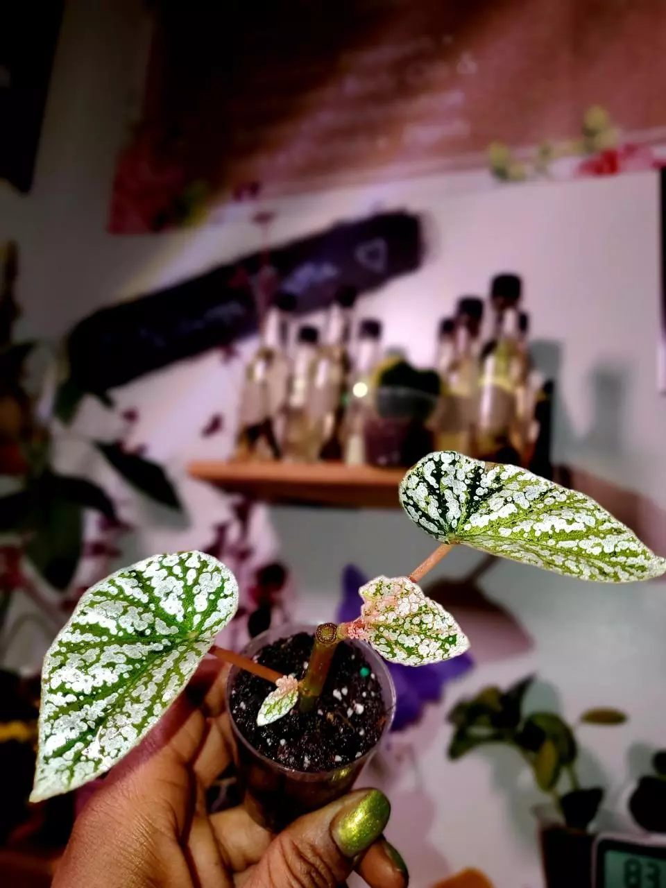 Begonia Snow Cap Variegated ❄️🌸💕🌱Rooted Cutting #2 thumbnail