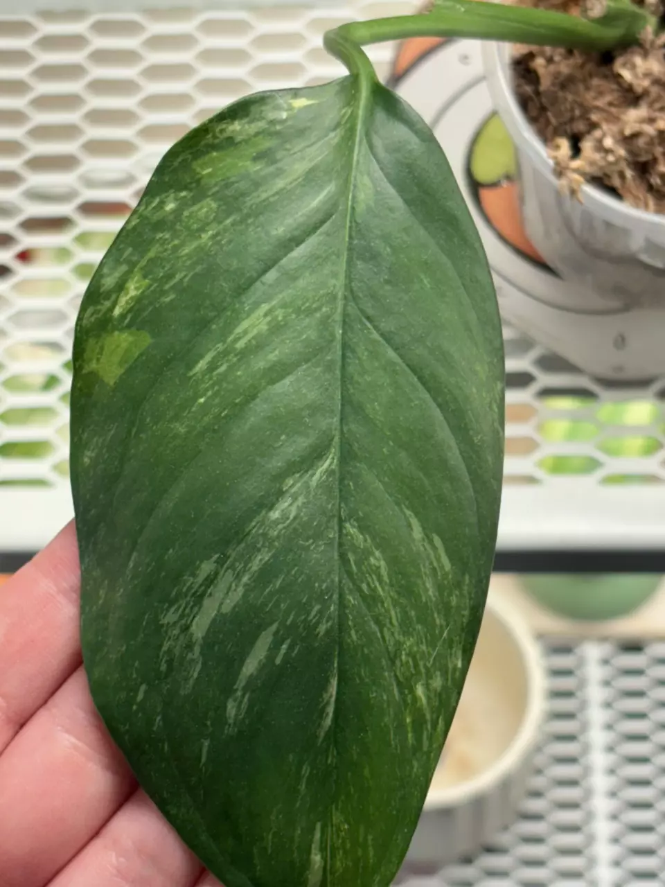 ML3- monstera lechleriana albo (low variegation) thumbnail