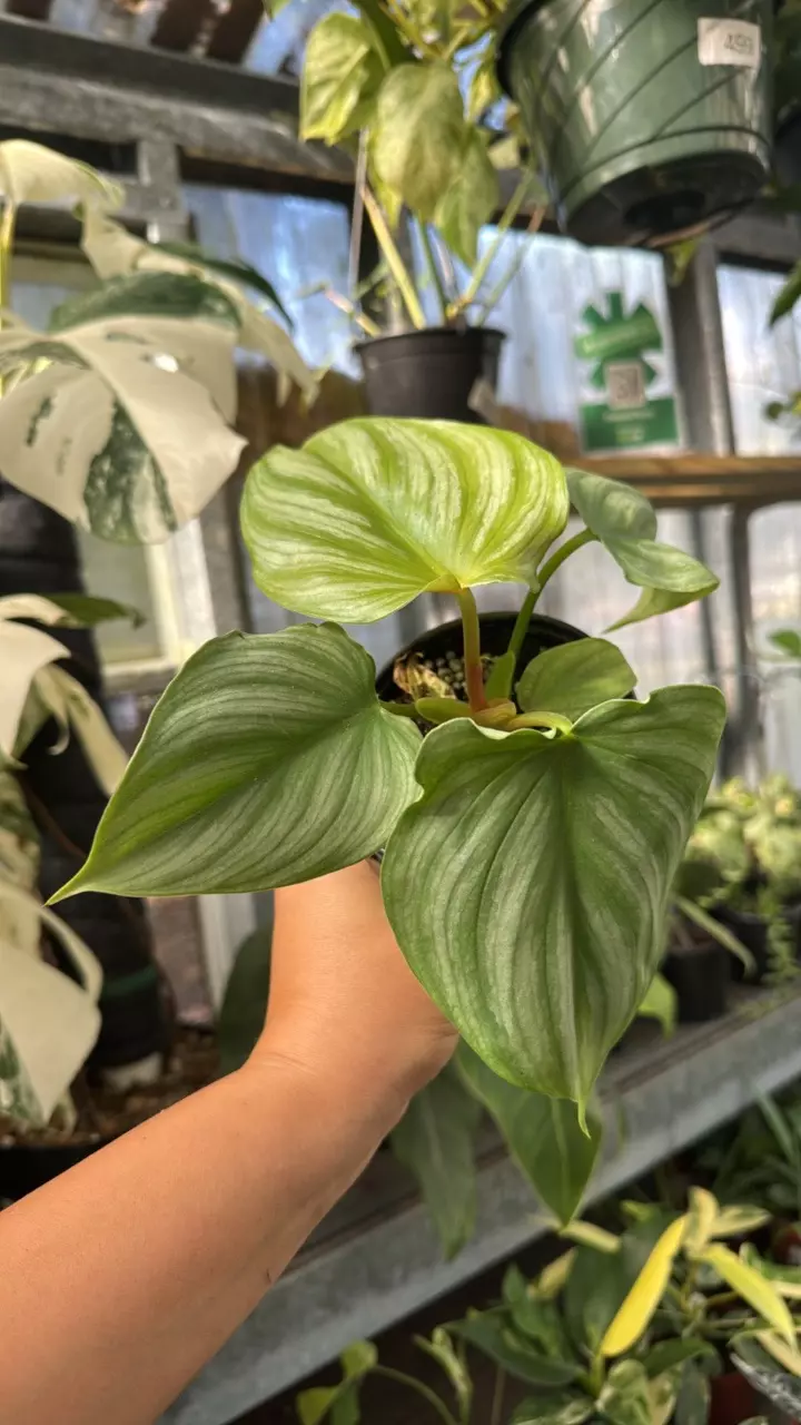 288 Philodendron Pastazanum x Plowmanii thumbnail