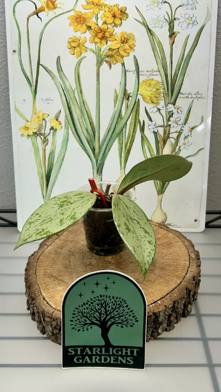 Hoya pubicalyx ‘Pink Silver Ghost’ thumbnail