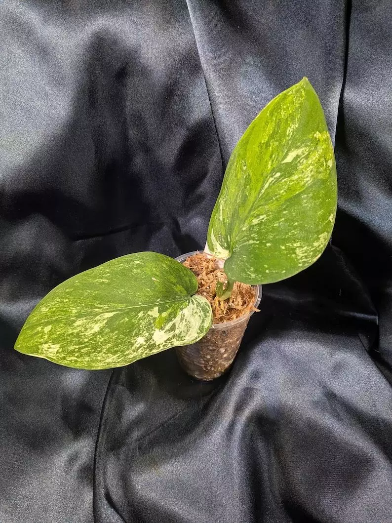 Scindapsus Bahorok thumbnail