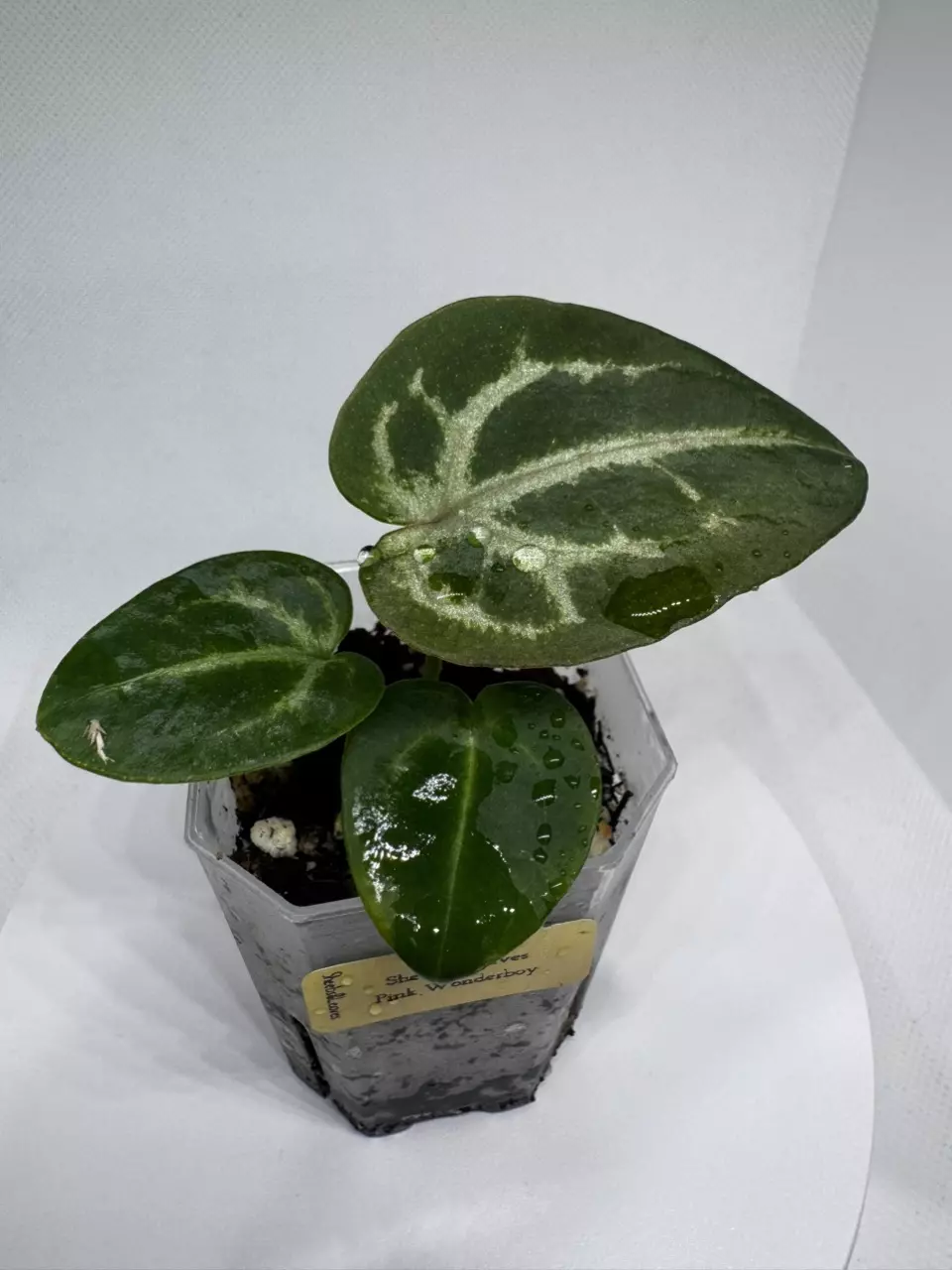 Wonderboy Pink thumbnail