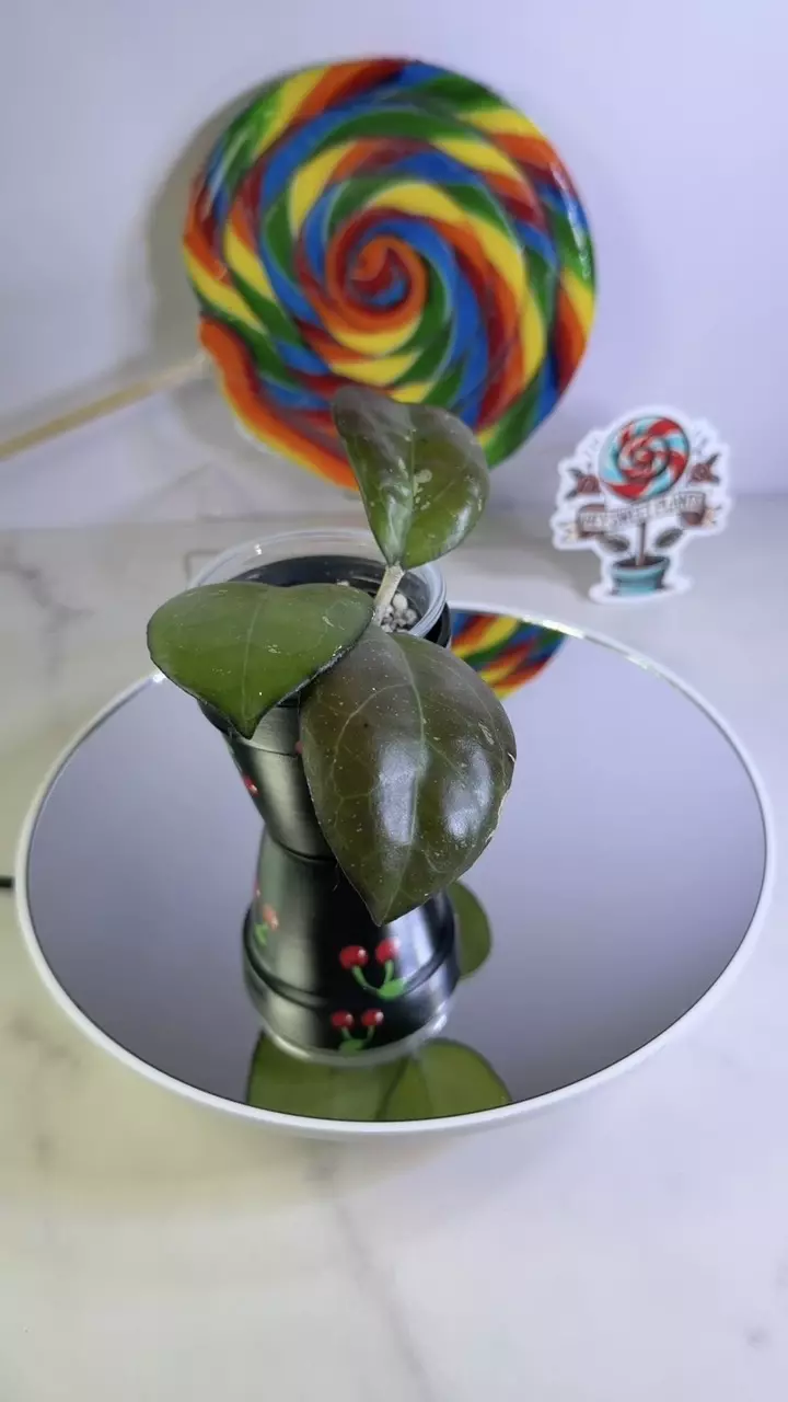 Hoya Perfection thumbnail