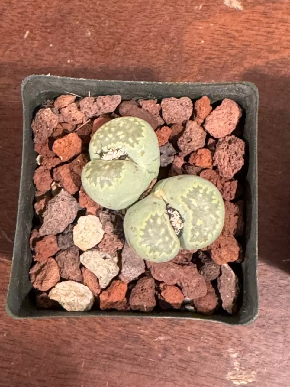 Lithops or Split Rocks thumbnail