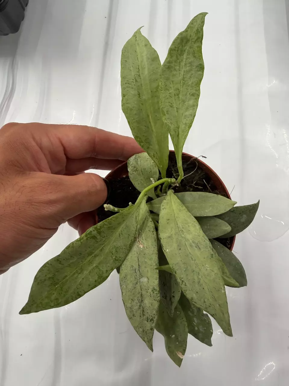 Hoya Guinea Ghost 4” GC thumbnail