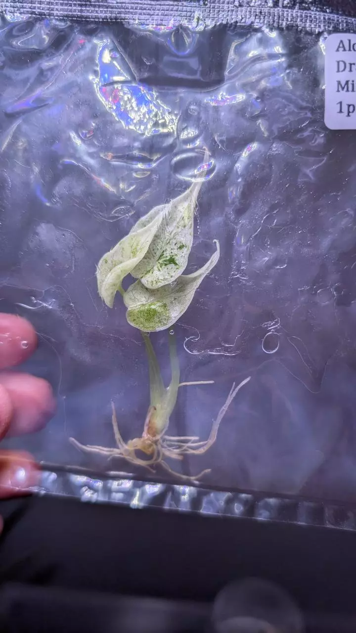 Alocasia Dragon Scale Mint TC thumbnail