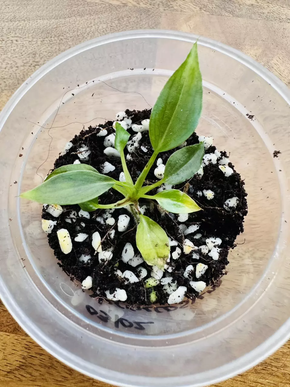 Philodendron Verrucosum Green on Green thumbnail