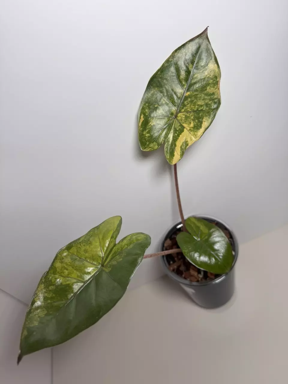 Alocasia Yucatán Princess Var 0734 thumbnail