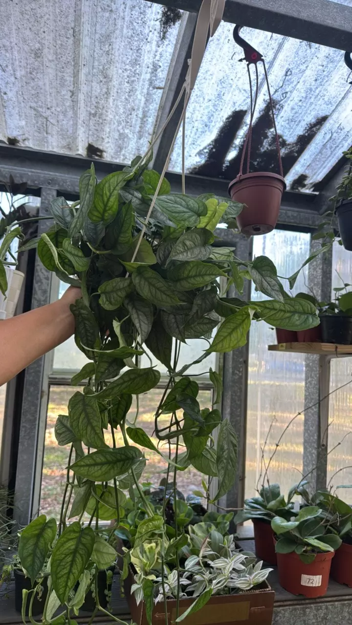 297 XL Monstera Siltepecana 8” thumbnail