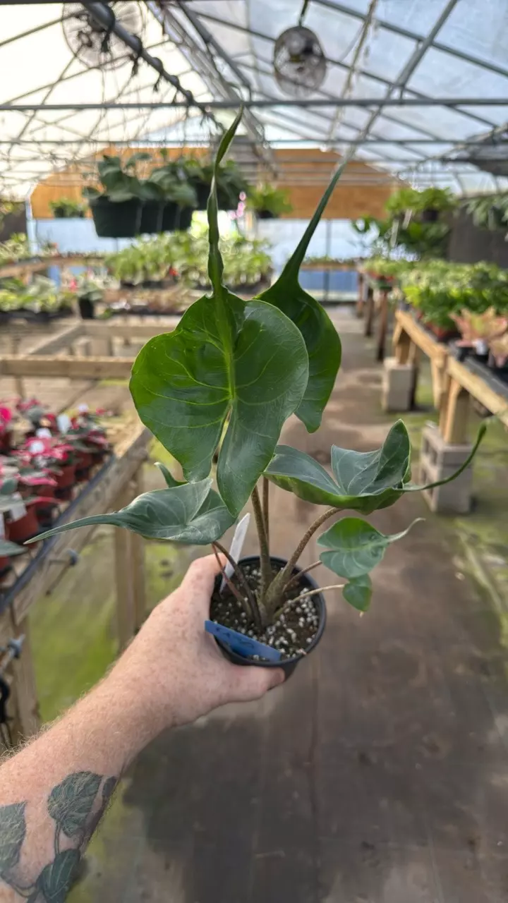 4” Alocasia stingray 430 thumbnail