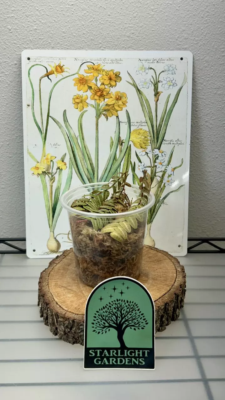 Marcgravia thumbnail