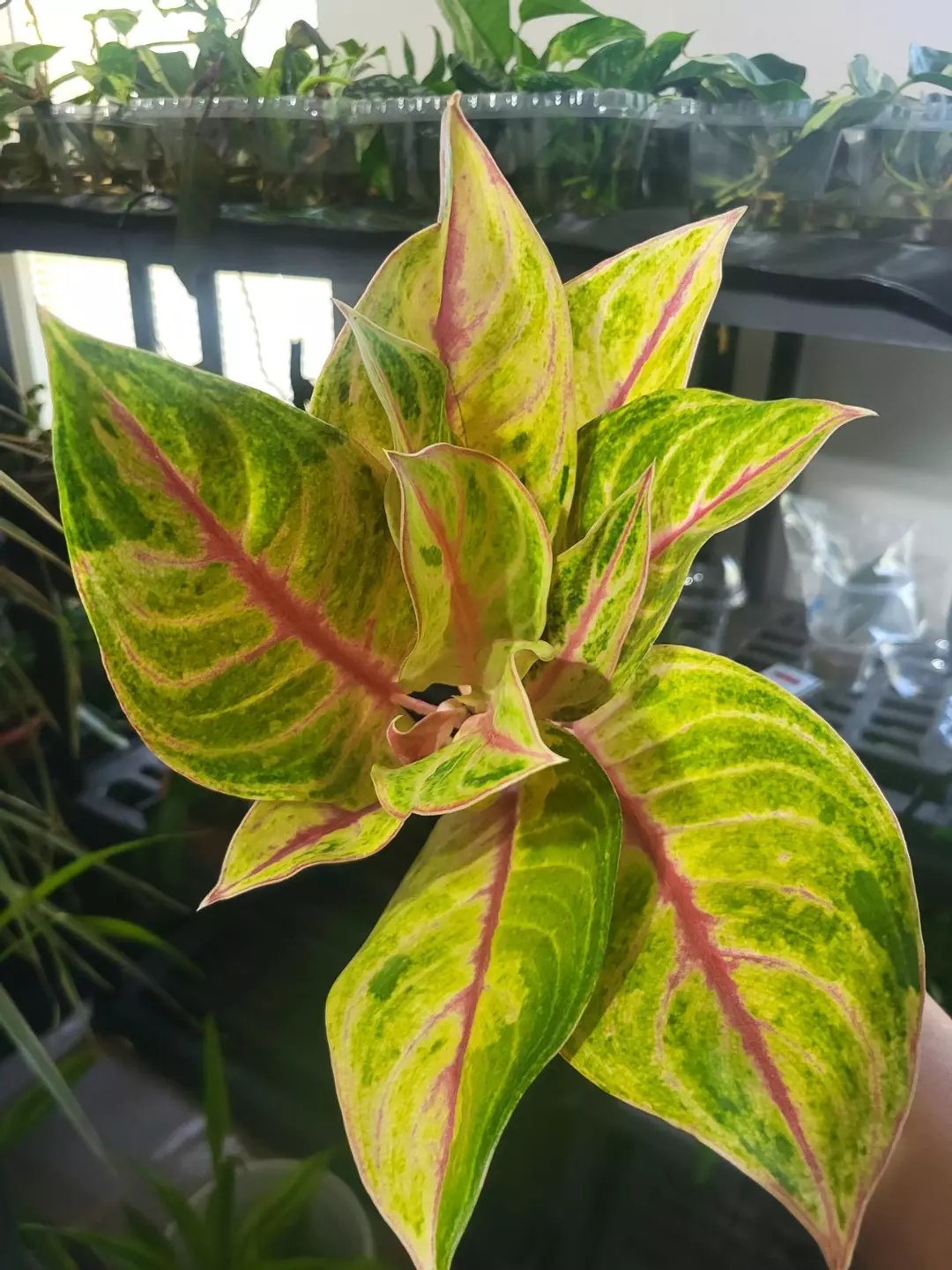 Aglaonema  Kwak Thongkham " golden thumbnail