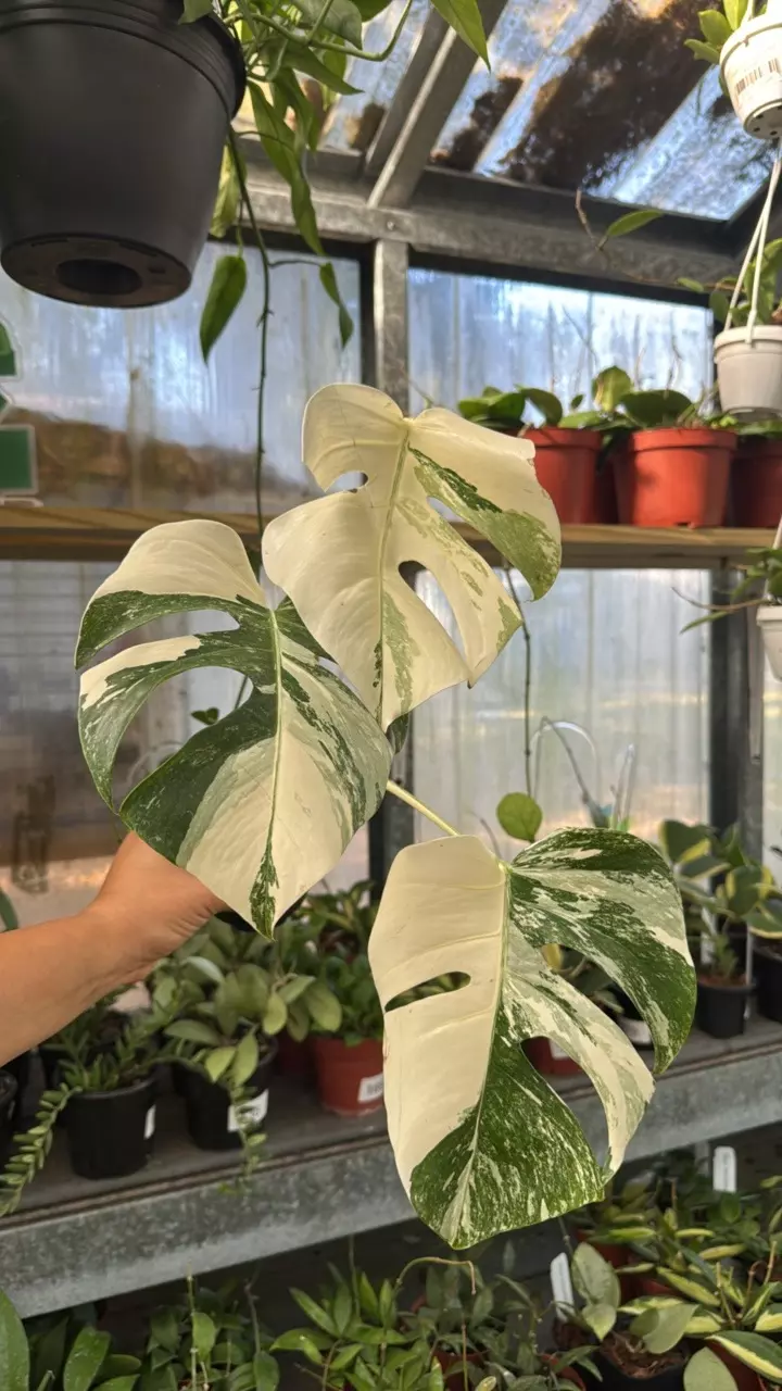 291 Monstera Albo thumbnail