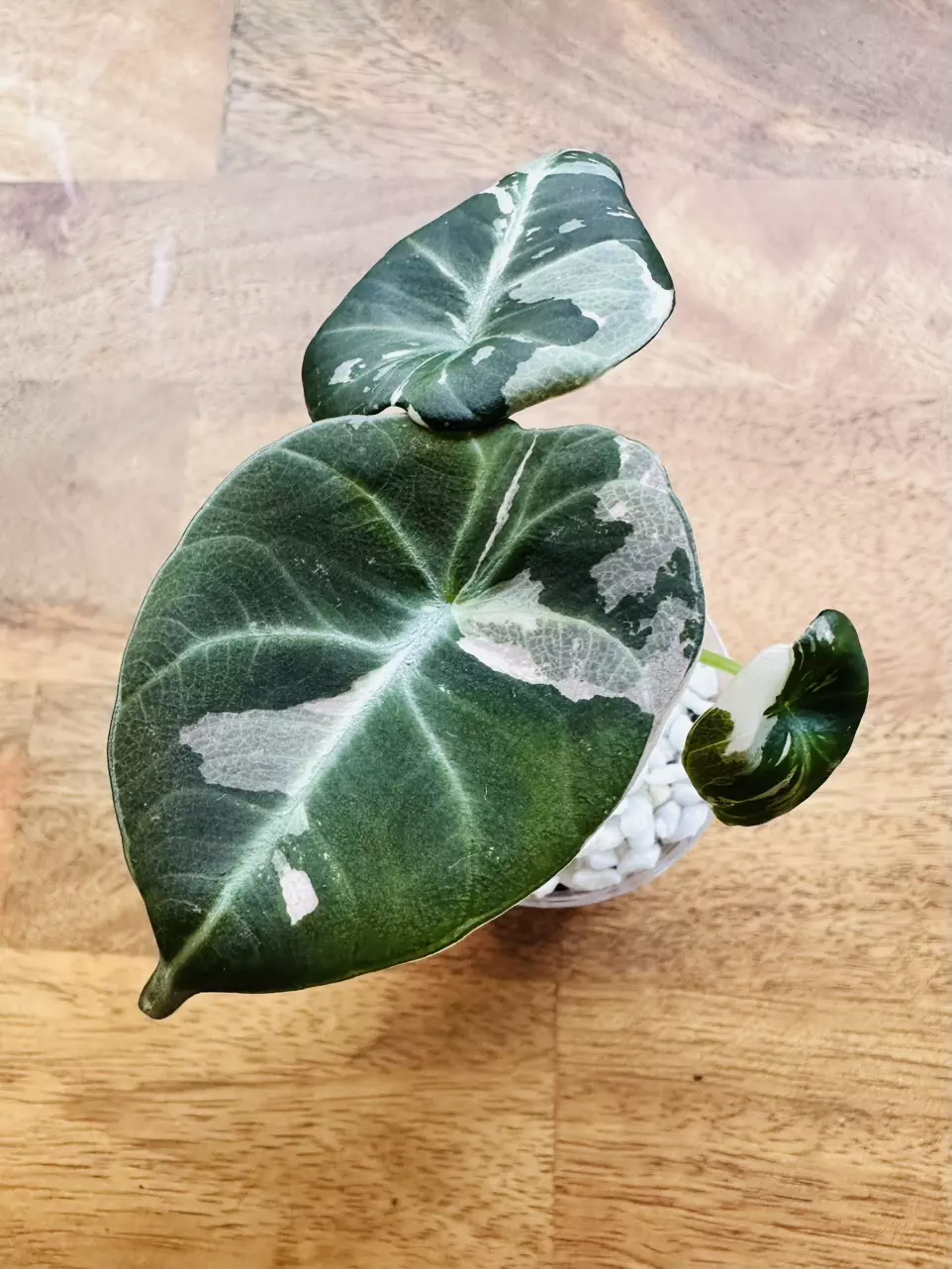 Alocasia Pink Black Velvet Pup thumbnail