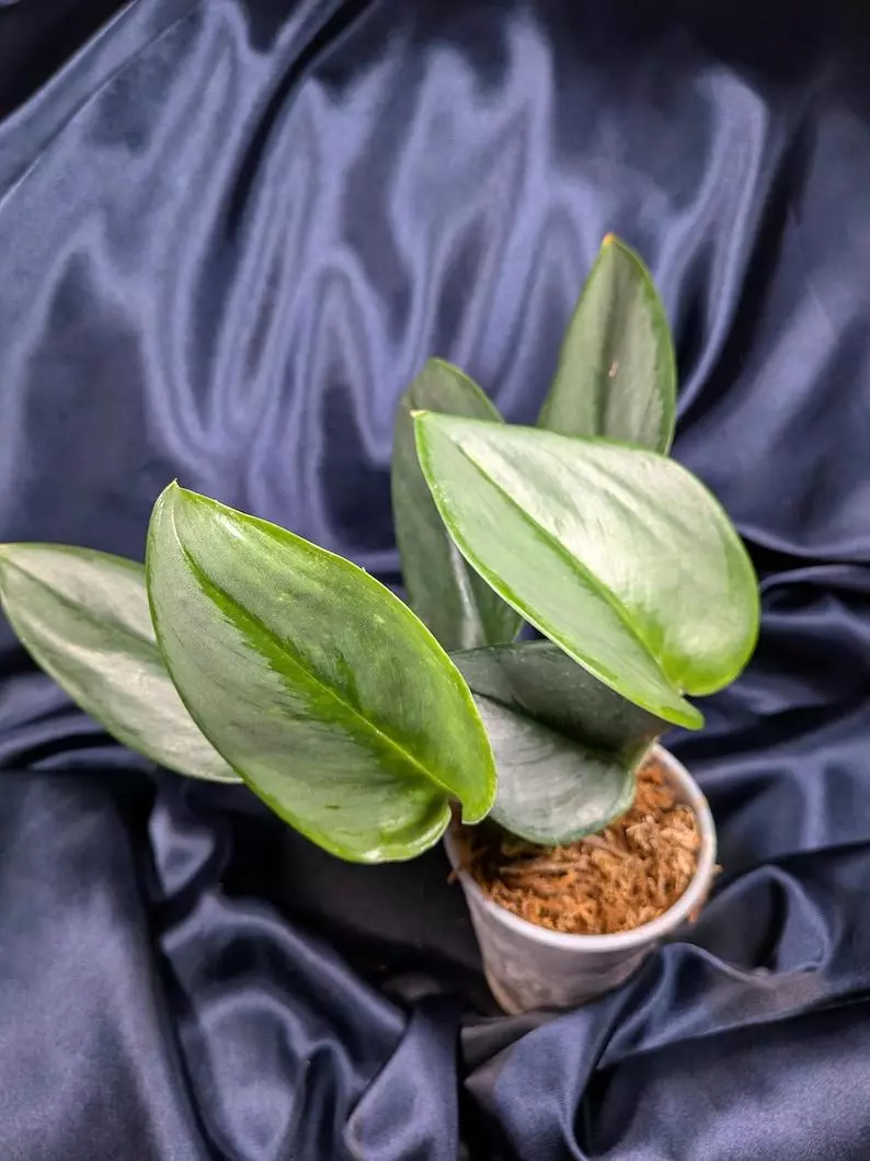 Scindapsus Treubii Moonlight thumbnail