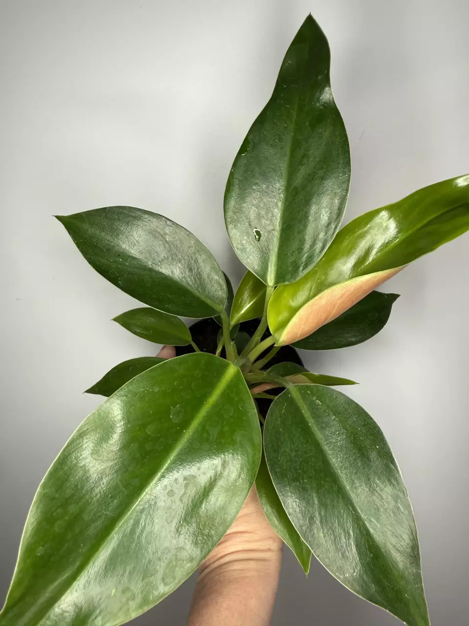 Philodendron Green Congo - 4” Pot thumbnail