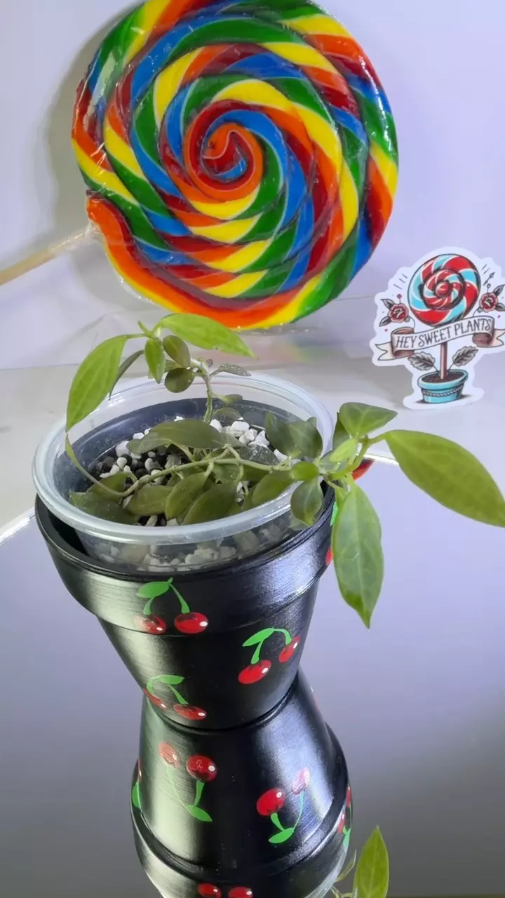 Hoya MicroDwarf thumbnail