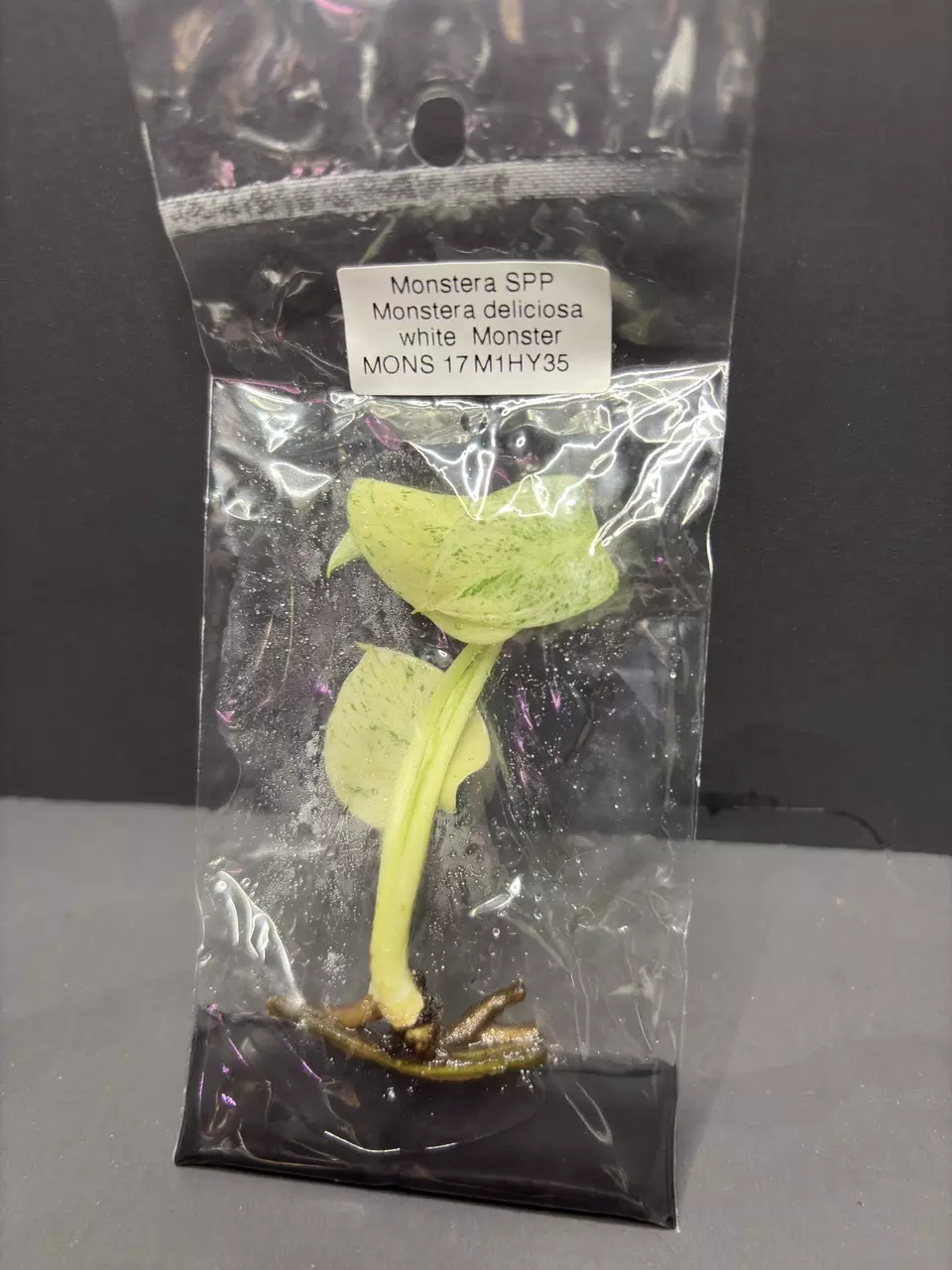 Monstera deliciosa White Monster Tissue Culture Plant Seller's Choice thumbnail