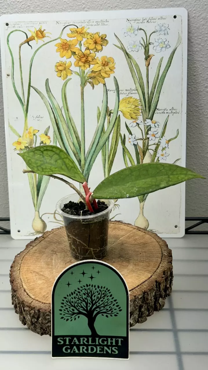 Hoya Finlaysonii (Classic) thumbnail