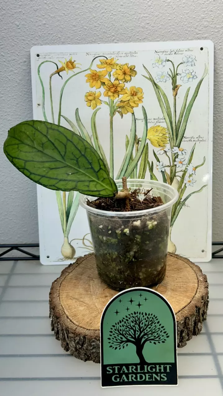 Hoya sp. Lampung thumbnail