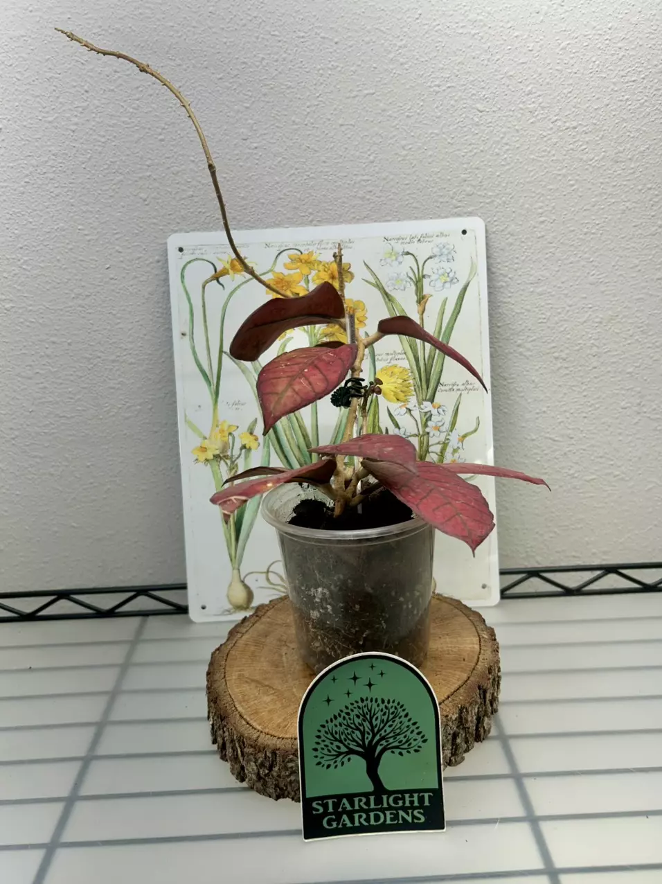 Hoya Gunung Gading thumbnail