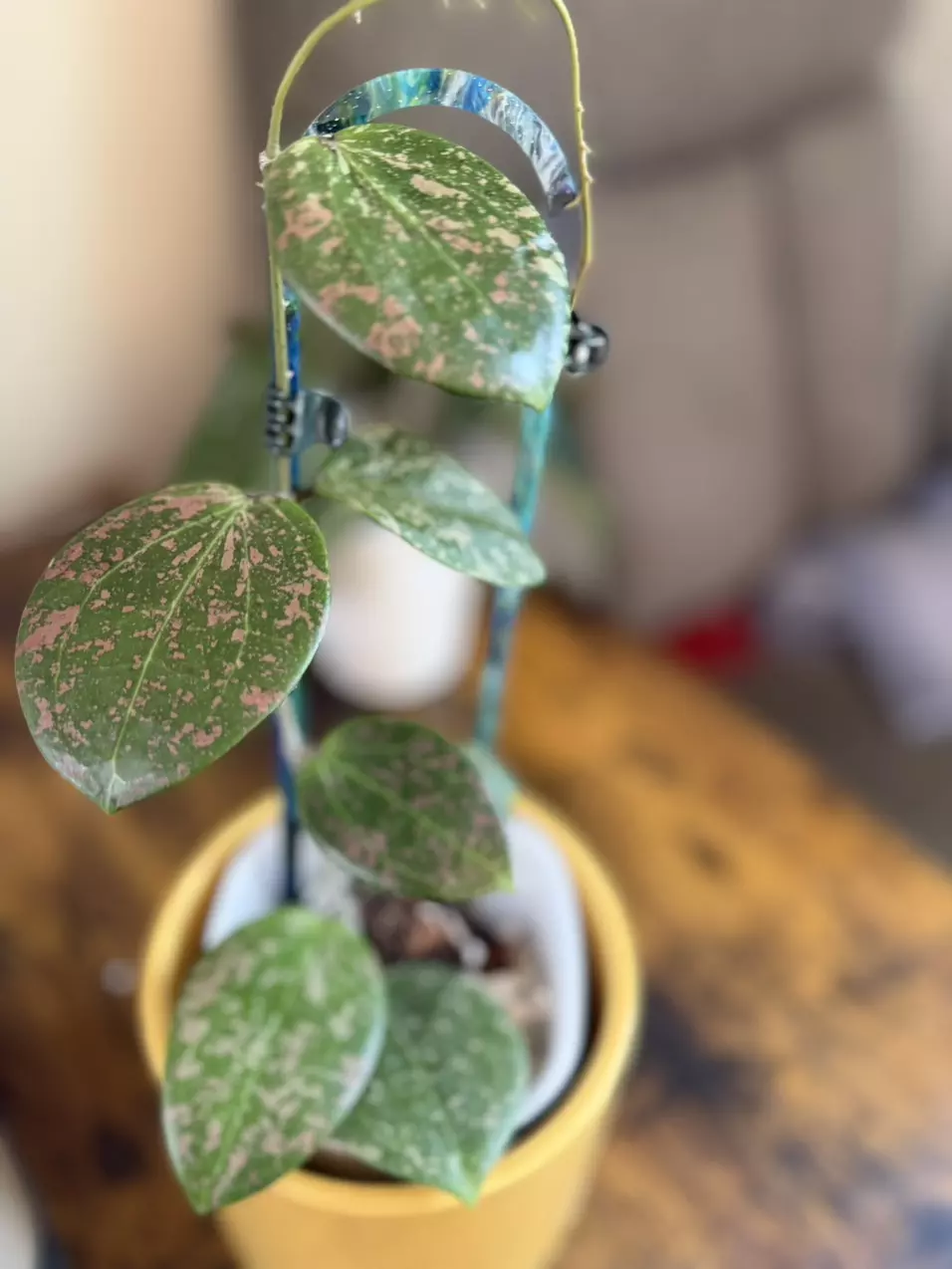 Hoya Neon pink cutting thumbnail