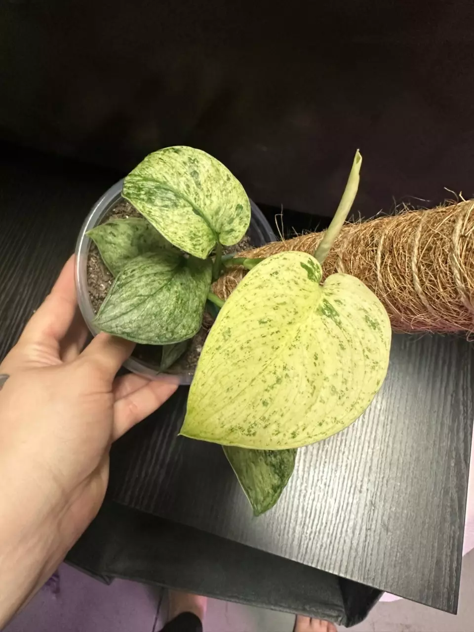 Scindapsus Cream Blue thumbnail