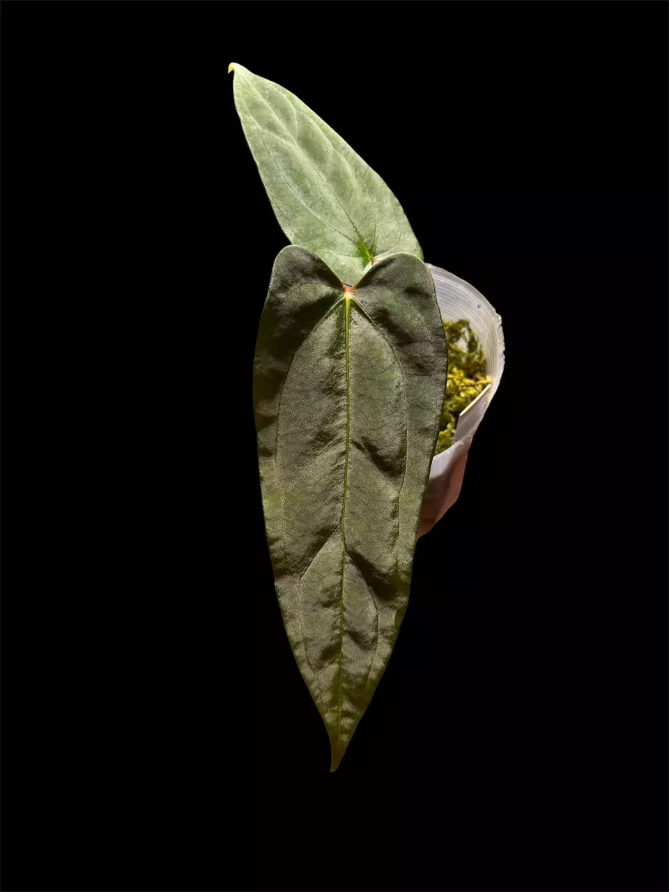 Anthurium (Carla A2 x Port) x RLFS thumbnail