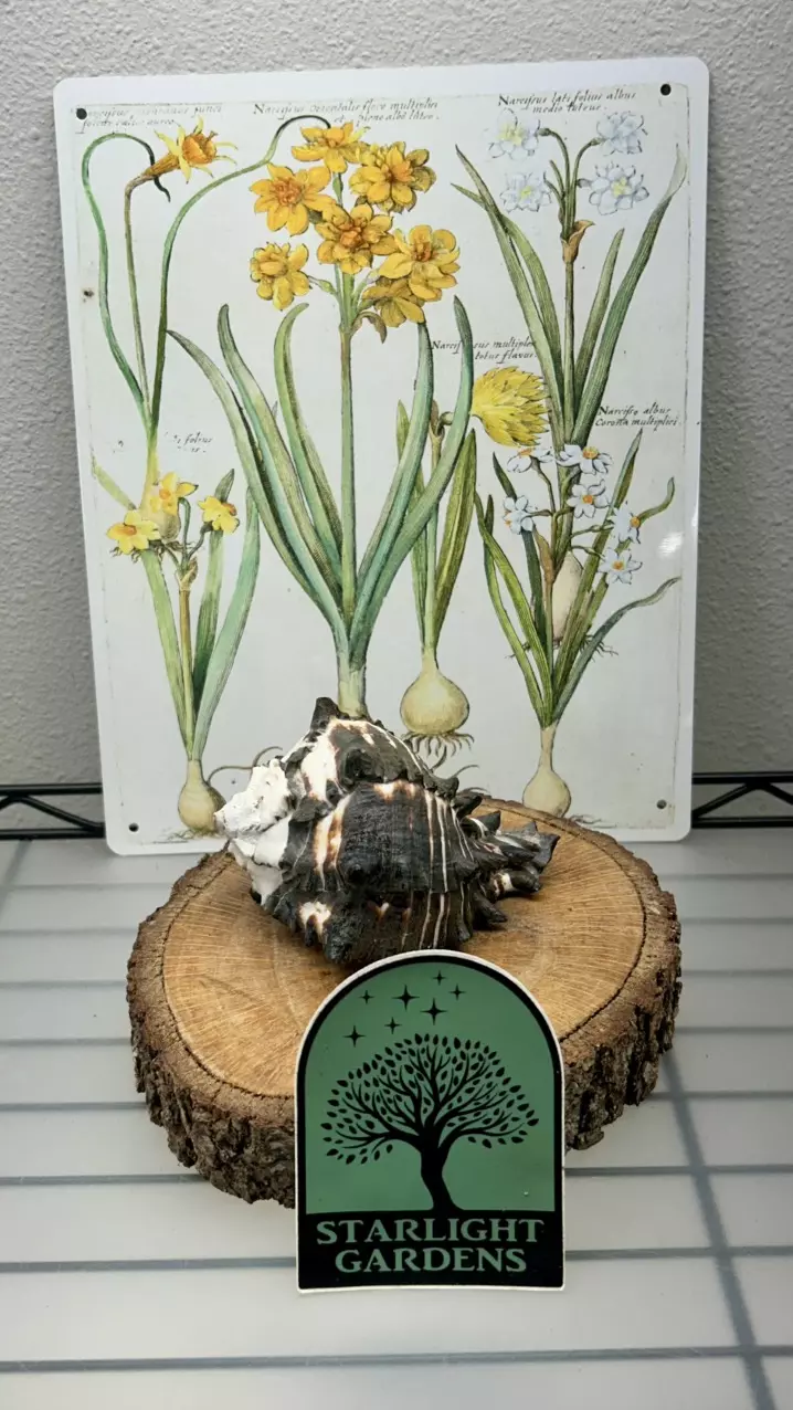 Black Murex Shell thumbnail