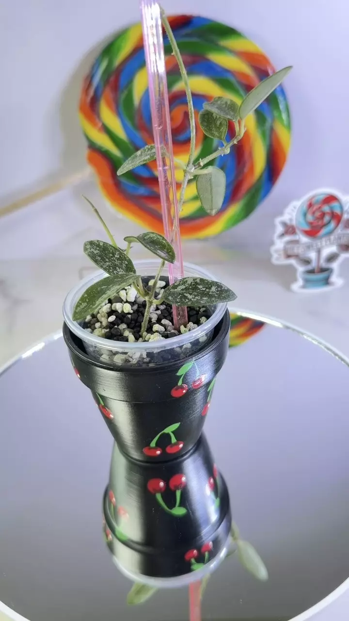 Hoya Lima splash thumbnail