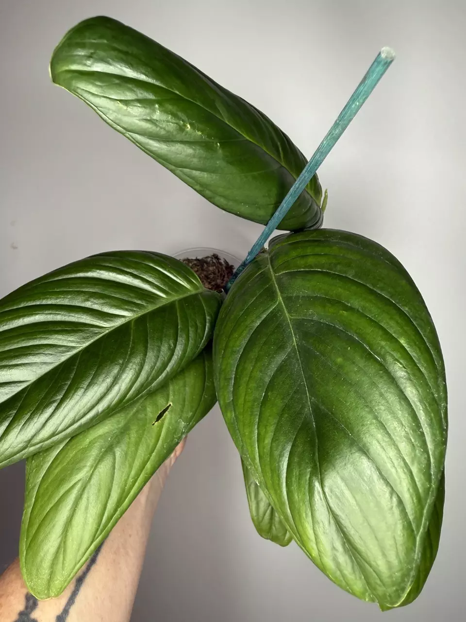 Monstera Aureopinnata cf thumbnail