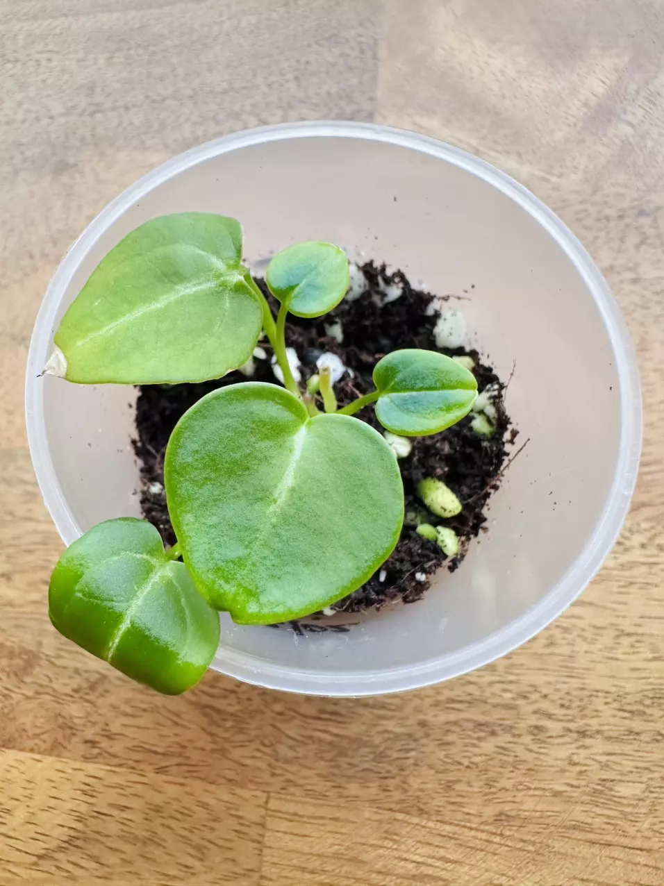 Anthurium Magnificum x Silver Blush thumbnail