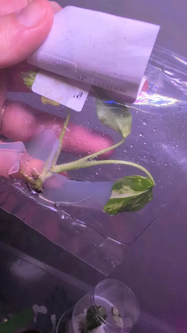 Monstera Electrolyte #3 thumbnail