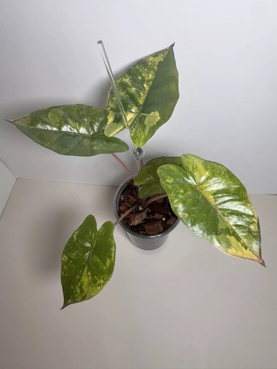 Alocasia Yucatán Princess Var 0735 thumbnail