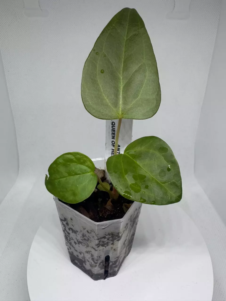 Anthurium Queen Of Hearts thumbnail