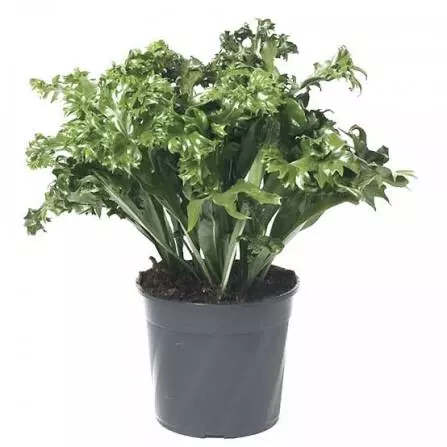 Green Flame Fern Starter Plant Growers Choice thumbnail